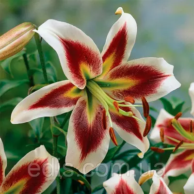 Лілія ОТ гібрид Beverly Dreams 1 цибулина 12/14