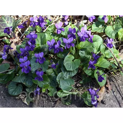 Фіалка запашна лісова, саджанці