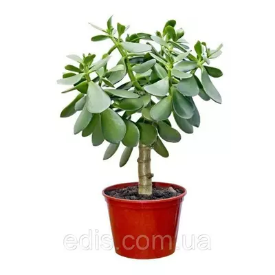 Товстянка (красула) овальна Грошове дерево., кімнатна рослина. h = 10 см.
