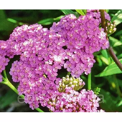 Деревій Millefolium Lilac Beauty