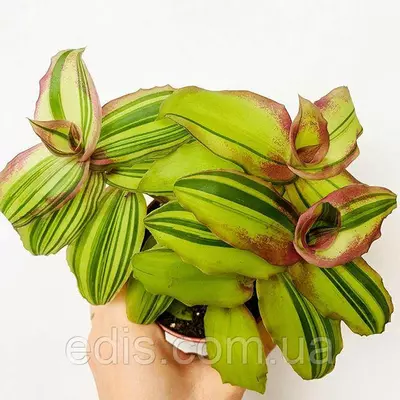 Каллізія Конгеста вареґата Dragon's Tail (Хвост дракона) 15-20 см. 1 шт. 0,2 л.