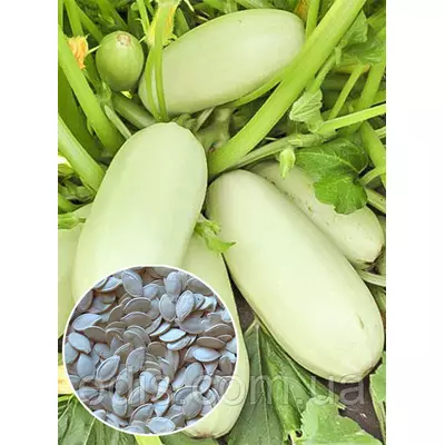 Кабачок Б'янка 100 г (ультраранній) , вагове насіння Яскрава