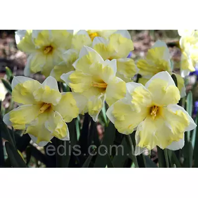 Нарцис розрізнокорончатий Cassata (Кассата) 1 цибулина 12/14 (великі)