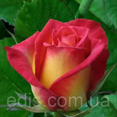 Троянда Утопія (Utopia) чайно-гібридна