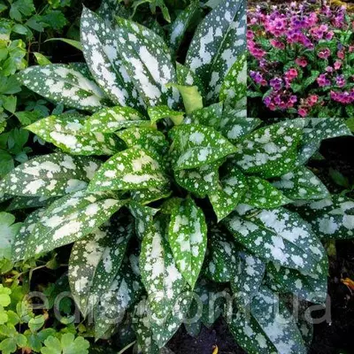 Медуниця цукрова Леопард (Pulmonaria saccharata Leopard)