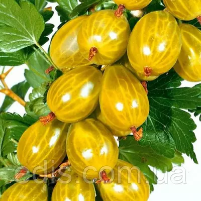 Агрус Медовий (середній)