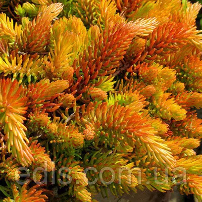 Очиток (седум) відігнутий Angelina (Ангеліна)