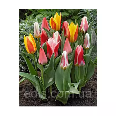 Тюльпан гібрид Грейга суміш 50 шт/уп.
