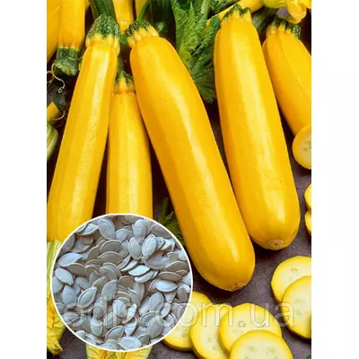 Кабачок Золотинка 100 г, вагове насіння Яскрава