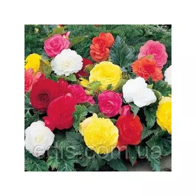 Бегонія бульбова махрова суміш 3 бульби/уп.