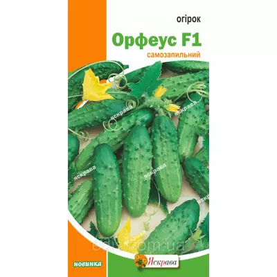 Огірок Орфеус F1 (самозапильний) 12 шт., насіння Яскрава