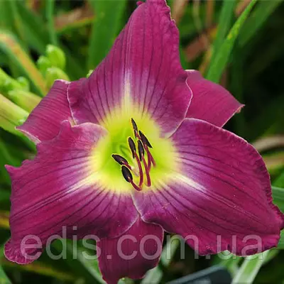 Лілейник Water Dragon кореневище