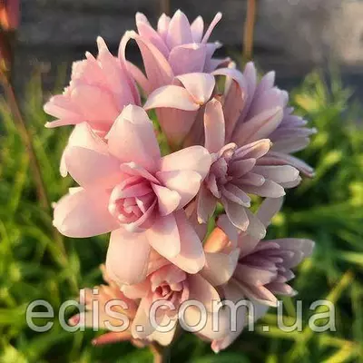 Дітка цибулин туберози рожевої 5 шт.