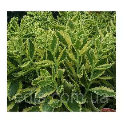 Седум вишуканий гібридний (Очіток) Elsie's Gold (Елсіс Голд)