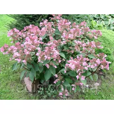 Гортензія волотиста Dharuma (Дарума) контейнер 1 л