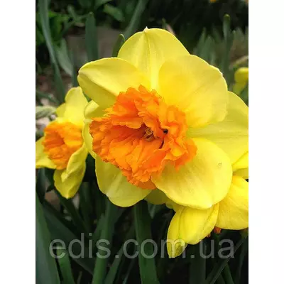Нарцис Корончатий з махровою короною Modern Art (Модерн Арт) 12/14 1 цибулина