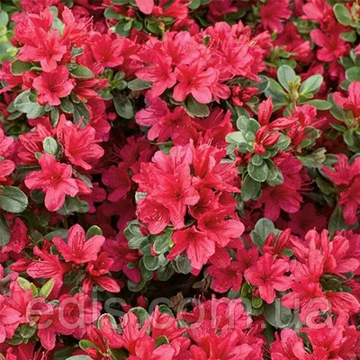 Рододендрон Stewartstown