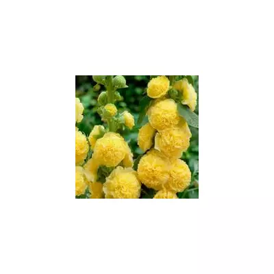 Мальва махрова Жовта 0,3 г