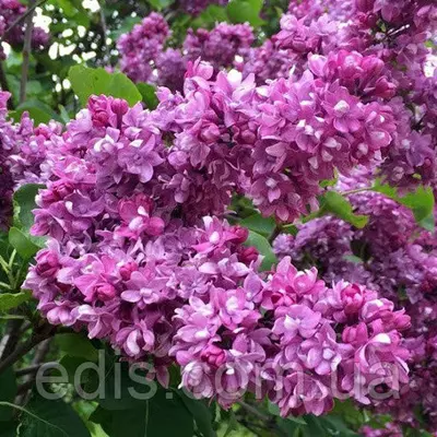 Бузок Вогні Донбасу