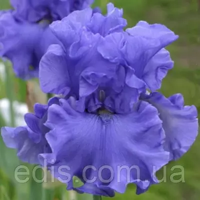 Ірис високий бородатий Merchant Marine (Мерчент Мерин)