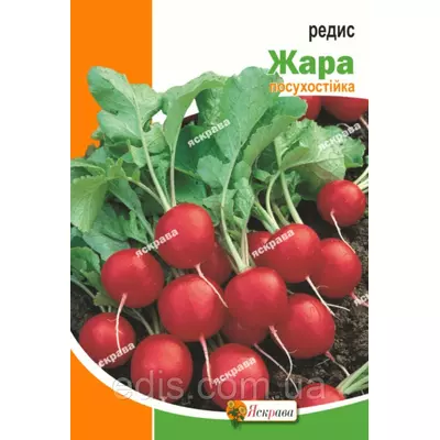 Редис Жара 20 г, насіння Яскрава