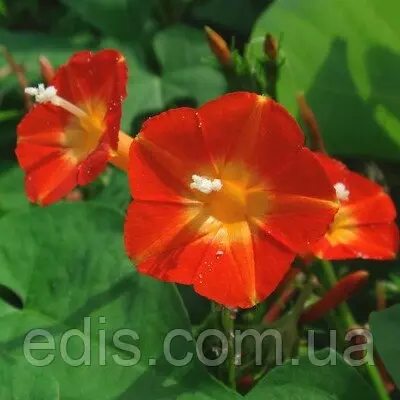 Іпомея помаранчева 0.5 г, насіння Яскрава