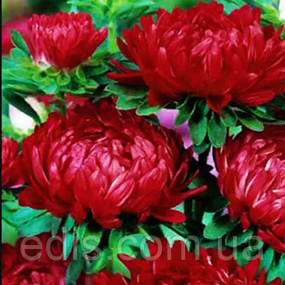 Айстра півонієподібна Темно-червона 0.3 г насіння Яскрава