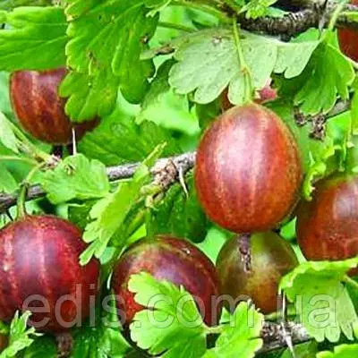 Агрус Високий замок (ранній)