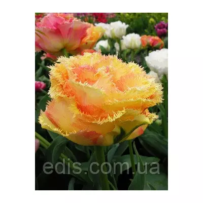 Тюльпан махровий Vaya Con Dios (Вая Кон Діос) оторочений 3 цибулинки 11/12