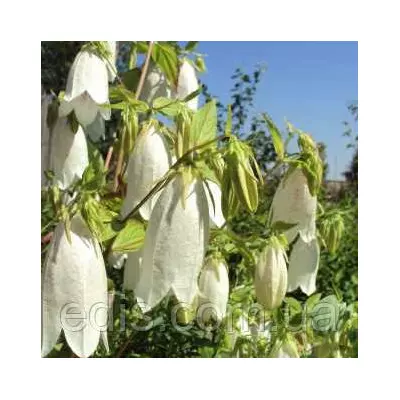 Дзвоник точковий білий, саджанці
