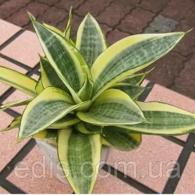 Сансевієрія Golden hahnii Кімнатна рослина, h = 10-15