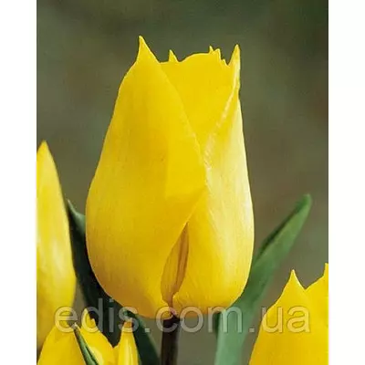 Тюльпан простий ранній Yokohama (Йокогама) 3 цибулинки