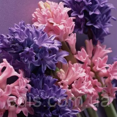 Арт-набір Гортензія, 2 цибулини гіацинтів