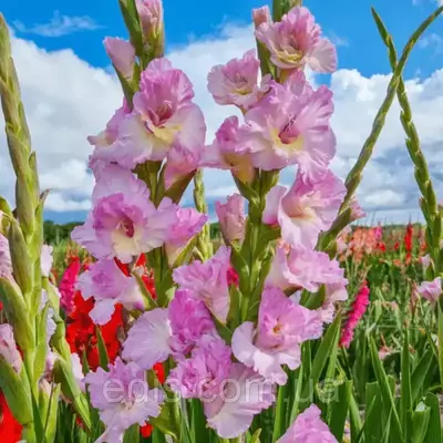 Гладіолус гофрований Magenta Princess (Меджента Прінсес) 3 шт/уп. 12/14