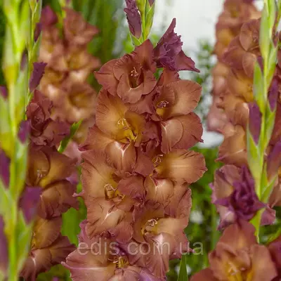 Гладіолус Brown Sugar (Браун Шуга) 10/12 3 цибулини/, великобарвковий