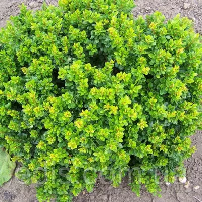 Барбарис Тунберга Kobold у контейнері 2 л