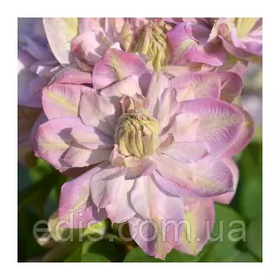 Клематис Innocent Blush (Інносент Блаш)