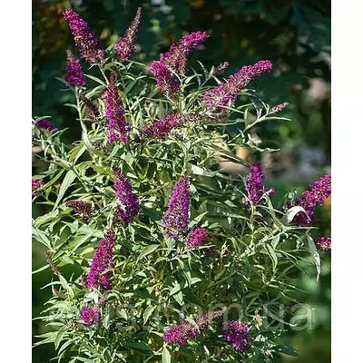 Буддлея Давида Butterfly Tower в контейнері