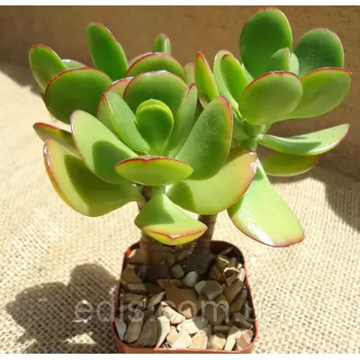 Товстянка (красула) овальна Грошове дерево., кімнатна рослина. h = 20 см.