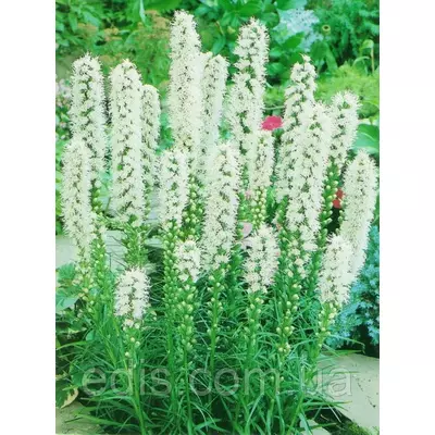 Ліатріс білий Spicata Alba 3 бульби