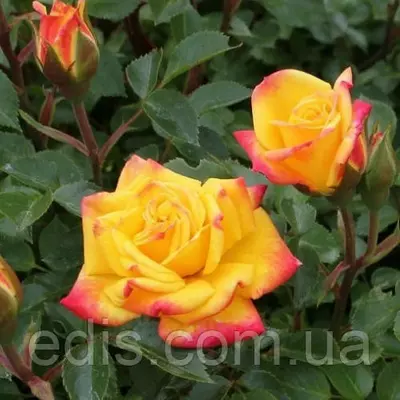 Троянда бордюрна Жовто-червона