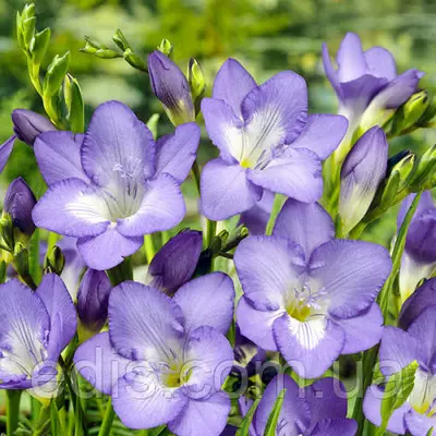 Фрезія проста пурпурна 5 цибулин