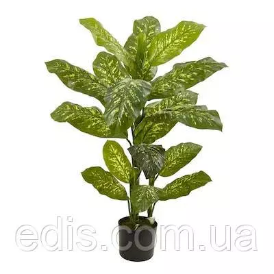 Диффенбахія плямиста 1 шт. h= 30-40 см, горщик 1 л.