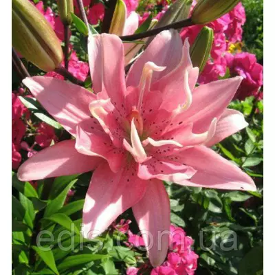 Лілія азіатська махрова Elodie (Елоді) 1 цибулина