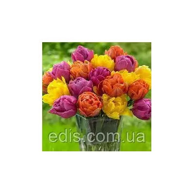 Набір цибулин тюльпанів Баланс 7 цибулин тюльпанів