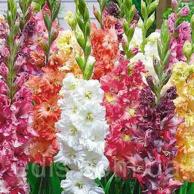 Гладіолус суміш 100 цибулин калібр 8/10