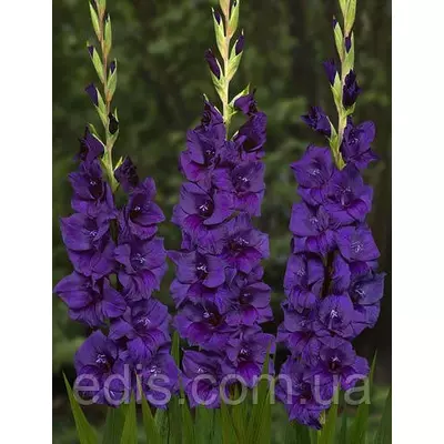 Гладіолус Purple Flora 3 цибулини 10/12
