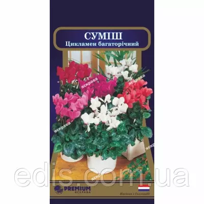 Цикламен багаторічний суміш 5 насінин в оболонці, Яскрава PREMIUM
