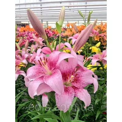 Лілія LA гібрид Pink Brush (Пінк Браш) 1 цибулина 12/14