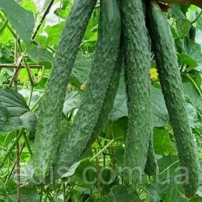 Огірок Китайське диво (15 шт) дражоване насіння Яскрава